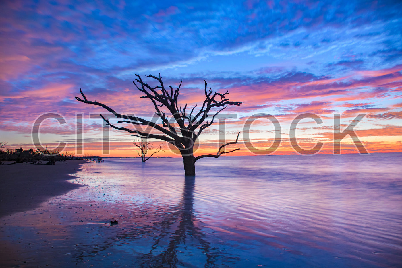 Serene sunset at Edisto Island with a silhouetted tree