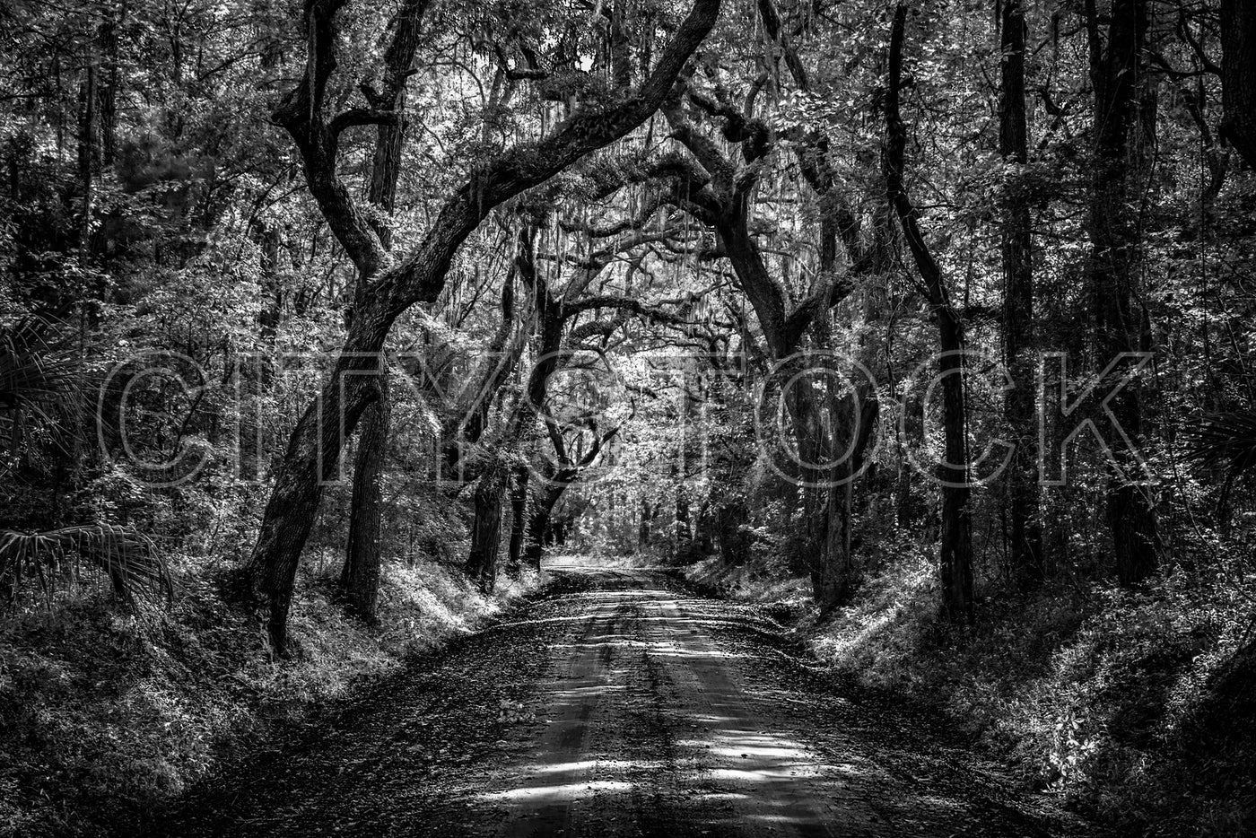Moss-draped trees arching over a tranquil forest road, South Carolina