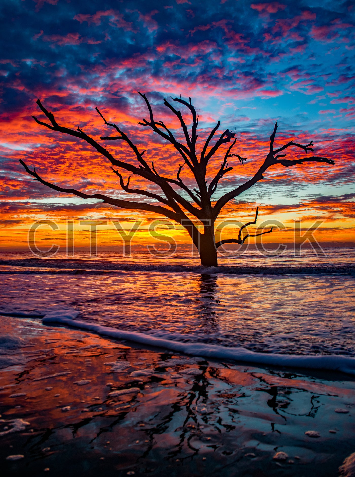 Silhouette of a tree against a colorful sunset sky in Edisto Island