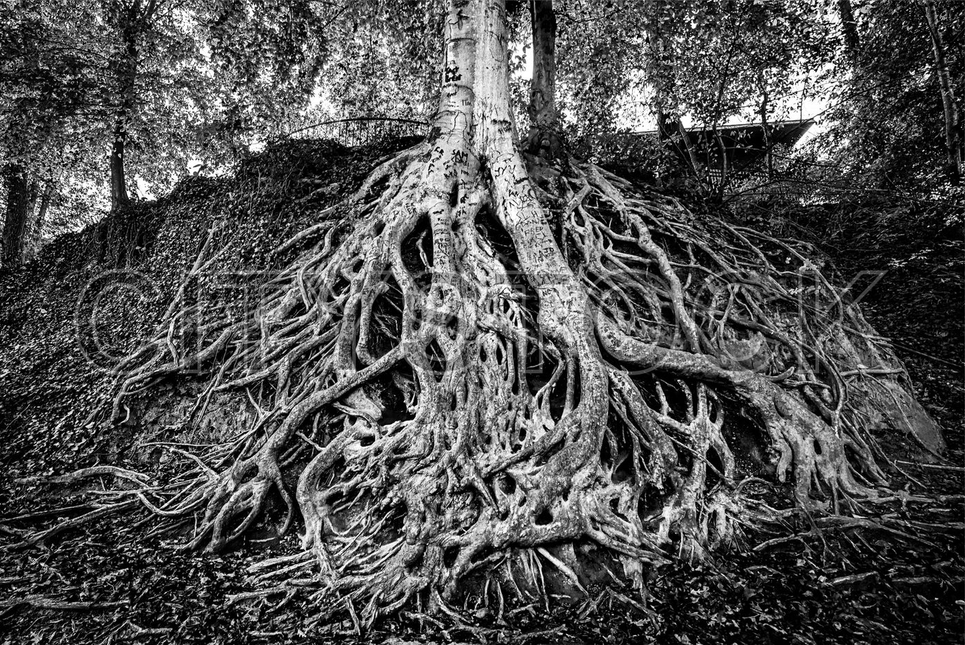 Vast network of intertwined tree roots in Greenville, SC in black and white