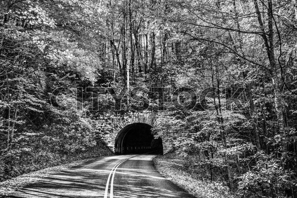 Black and white image of a serene forest tunnel in Asheville
