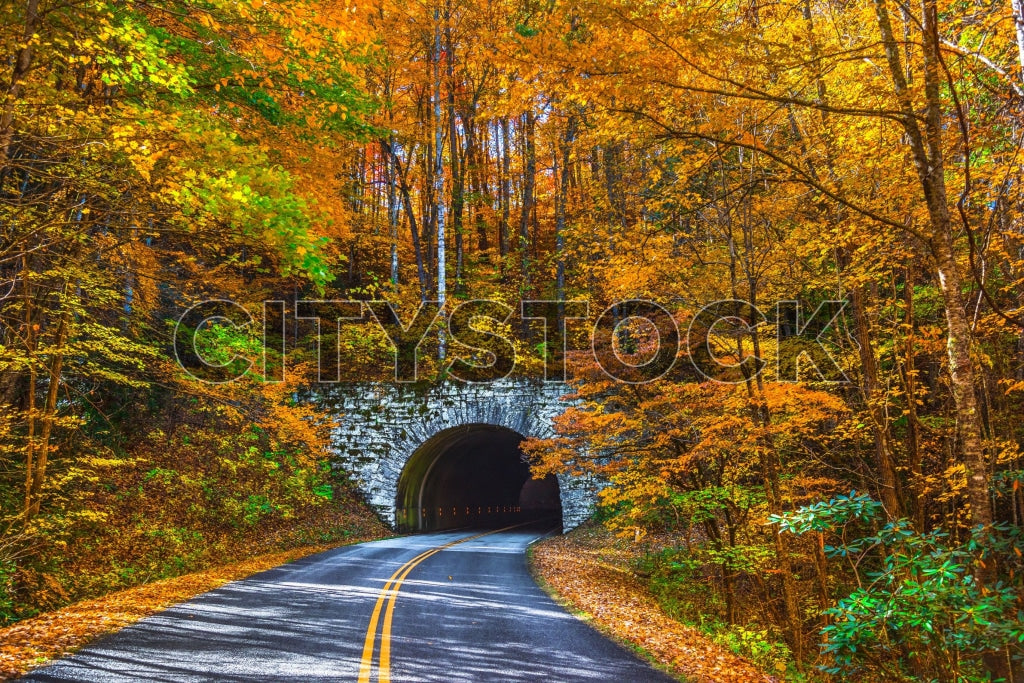 Road leading to stone tunnel surrounded by fall foliage in Asheville