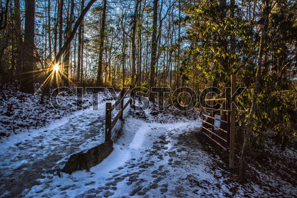 Morning sunlight starburst on snowy path in Asheville forest