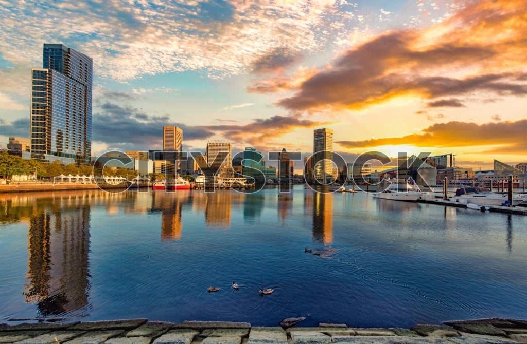 Baltimore Harbor sunrise, cityscape with skyscrapers and ducks