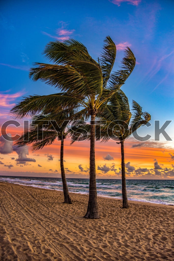 Stunning sunset view at a Florida beach with silhouetted palm trees