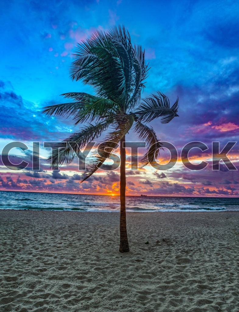 Serene sunrise at Florida beach with vibrant sky and palm tree