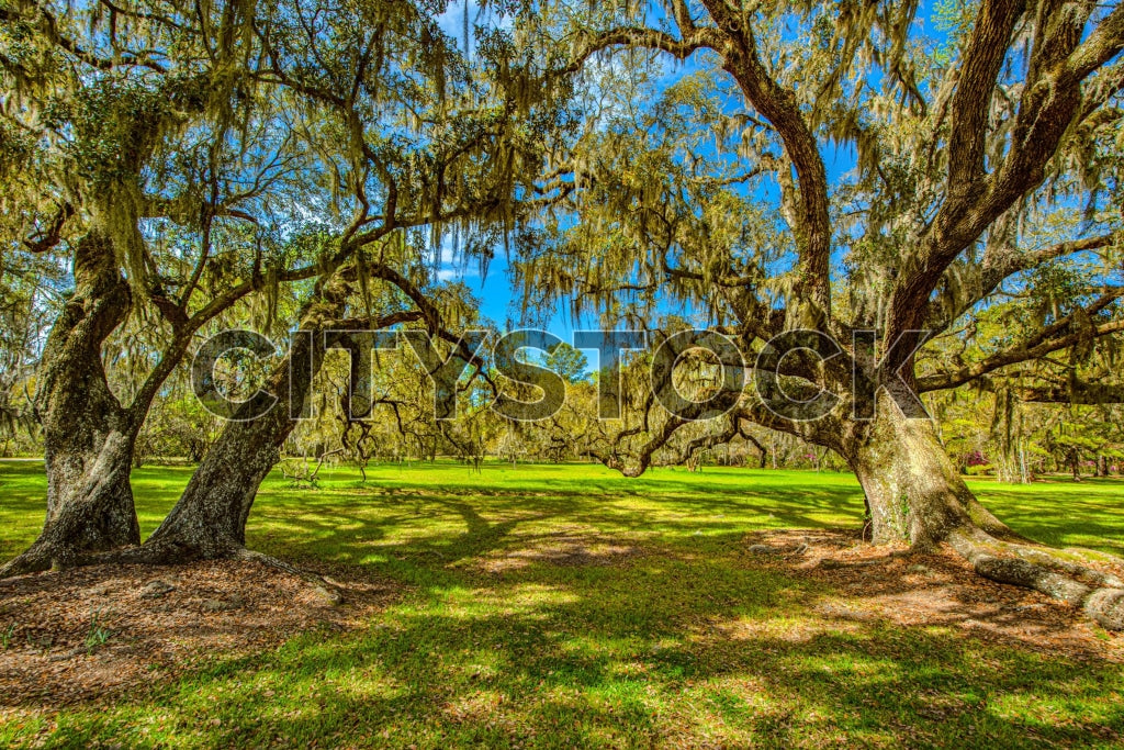 Sunlit Oak Trees and Lush Green Landscape in Charleston Park