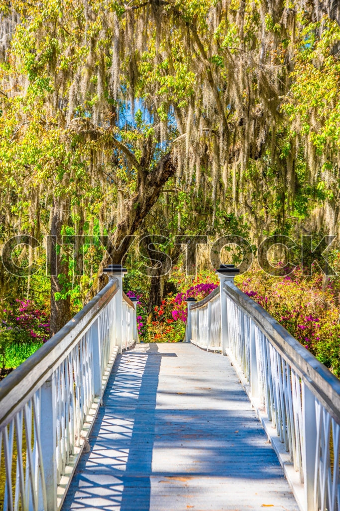 Sunny view of Charleston park bridge with Spanish moss and flowers