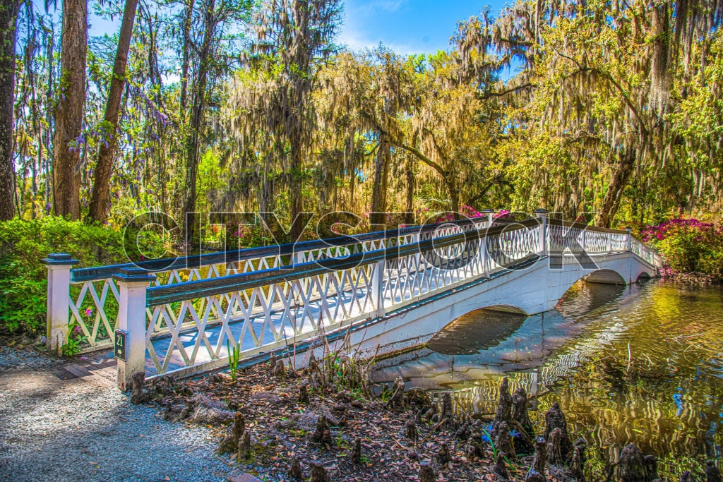 Tranquil Charleston SC park scene with bridge and Spanish moss