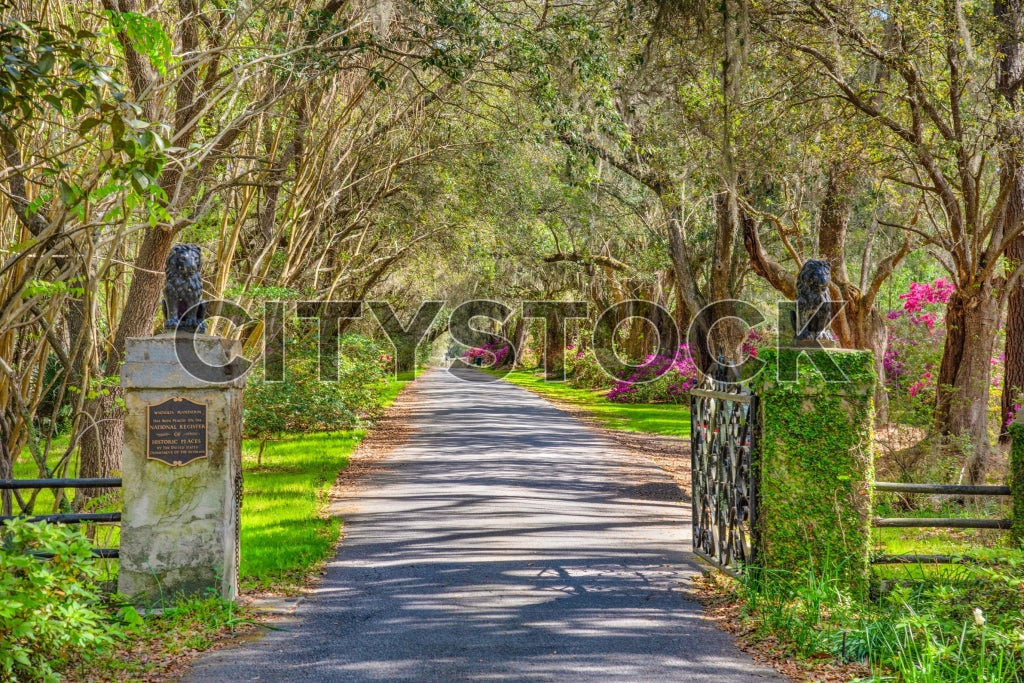 Historic Charleston driveway enveloped by trees and spring flowers