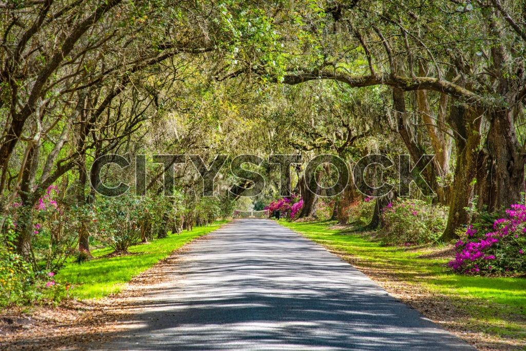 Springtime road with ancient oaks and blooming azaleas in Charleston