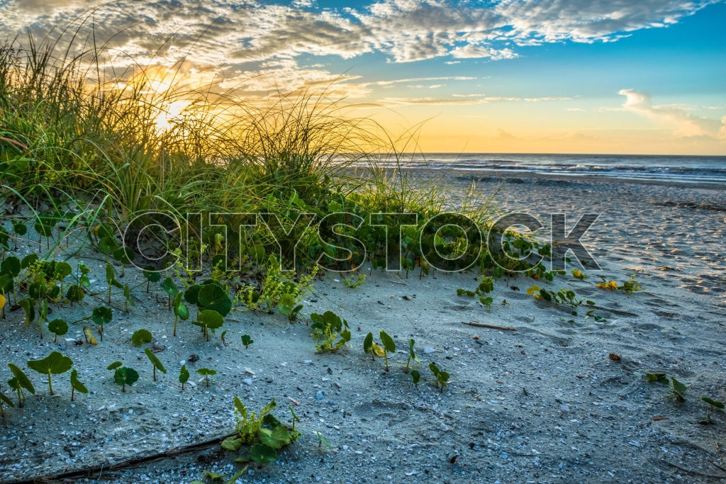 Charleston beach at sunrise with sand, green plants and ocean