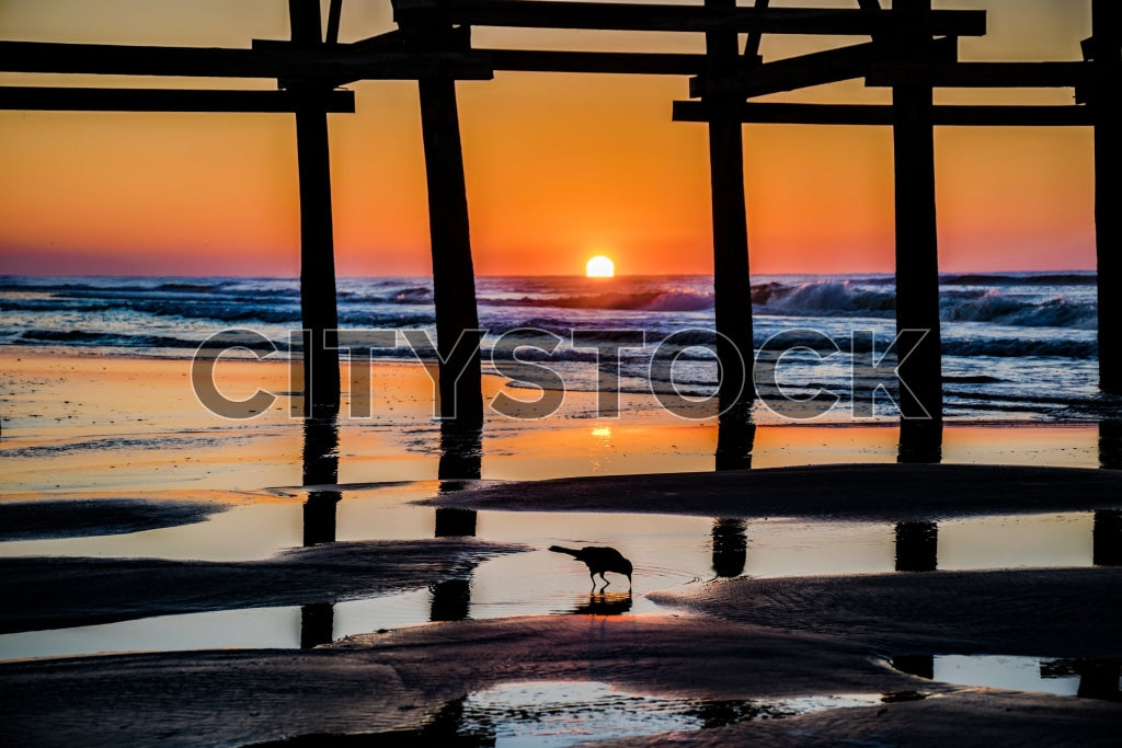 Sunrise at Daytona Beach under pier with bird in foreground