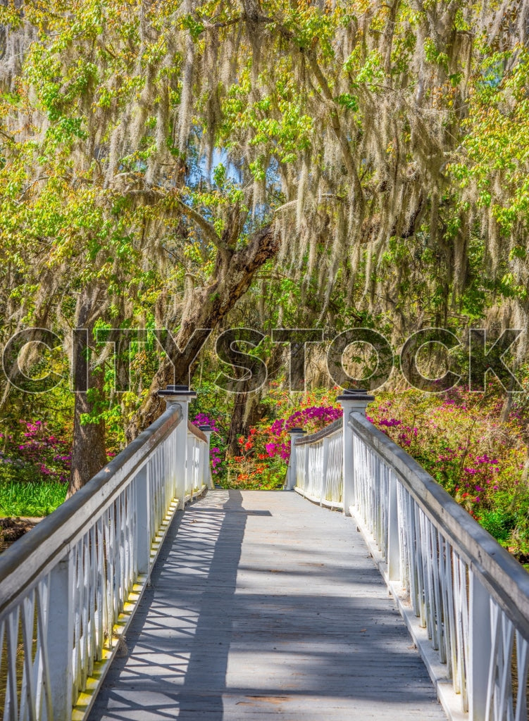 Spring Blossoms and Spanish Moss on Pathway in Charleston, SC
