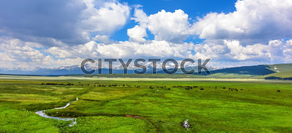 Scenic view of grazing cattle in lush meadow with mountains in Crested Butte