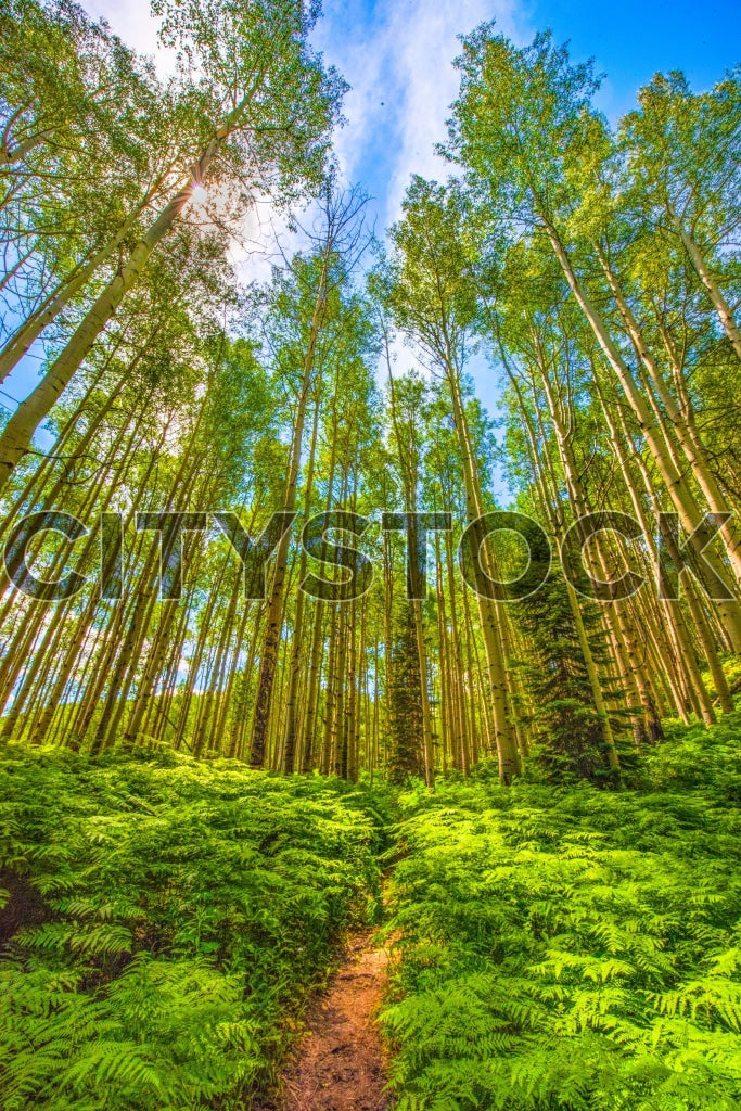 Sunlit Aspen Forest Path in Crested Butte, Colorado