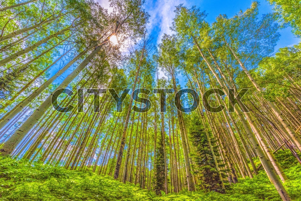 Stunning view of aspen trees and undergrowth in Crested Butte, Colorado