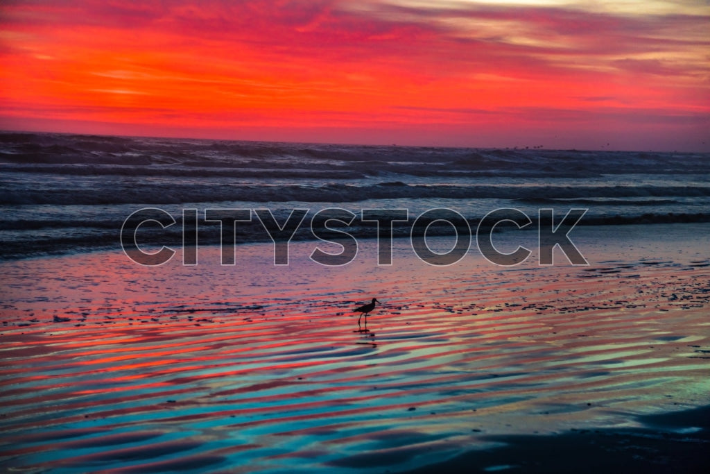 Daytona Beach at sunset with bird and vivid sky reflections