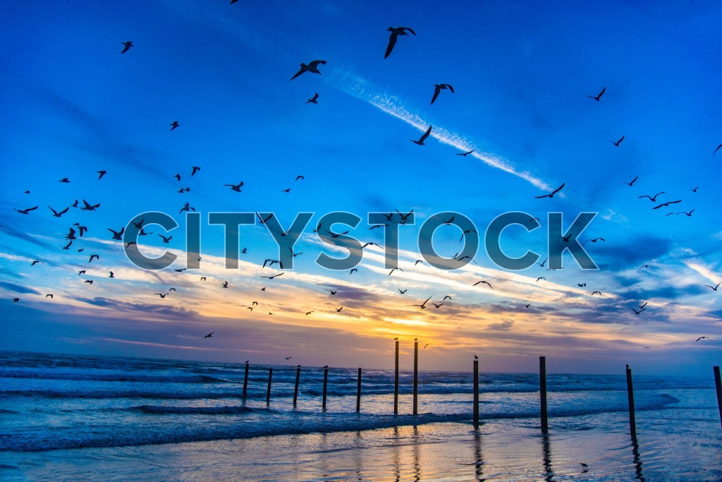 Stunning sunset at Daytona Beach with pier and flying seagulls