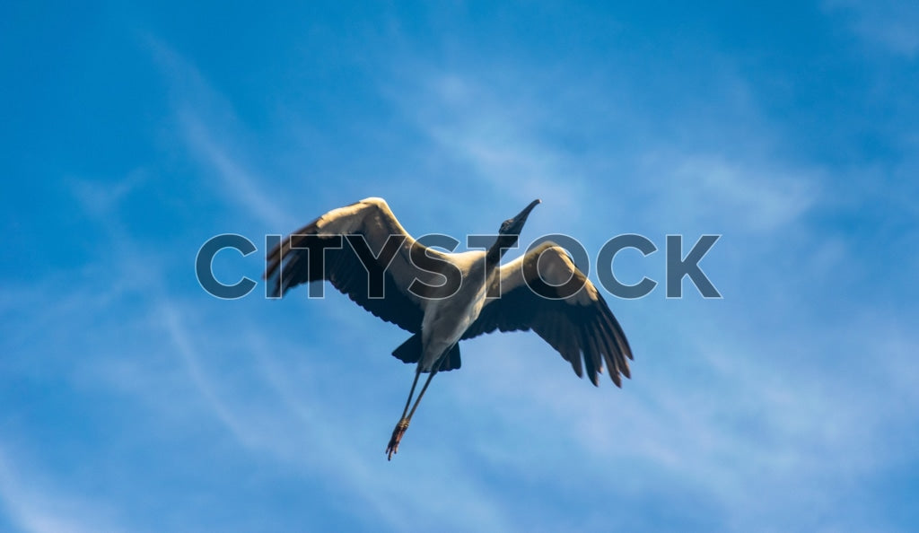 Crane flying against a blue sky over Edisto Island