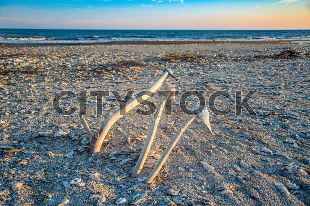 Edisto Island beach at sunset with driftwood and seashells