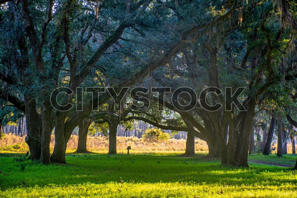 Serene southern oaks with Spanish moss at Edisto Island