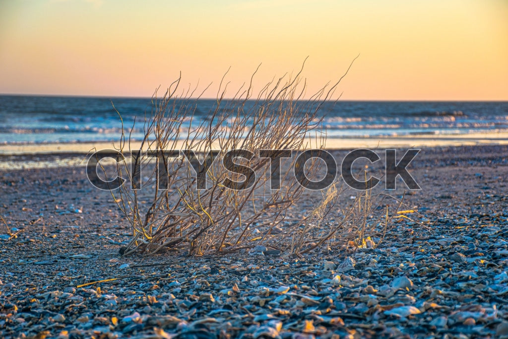 Tranquil morning on Edisto Island with sunrise and beach brush