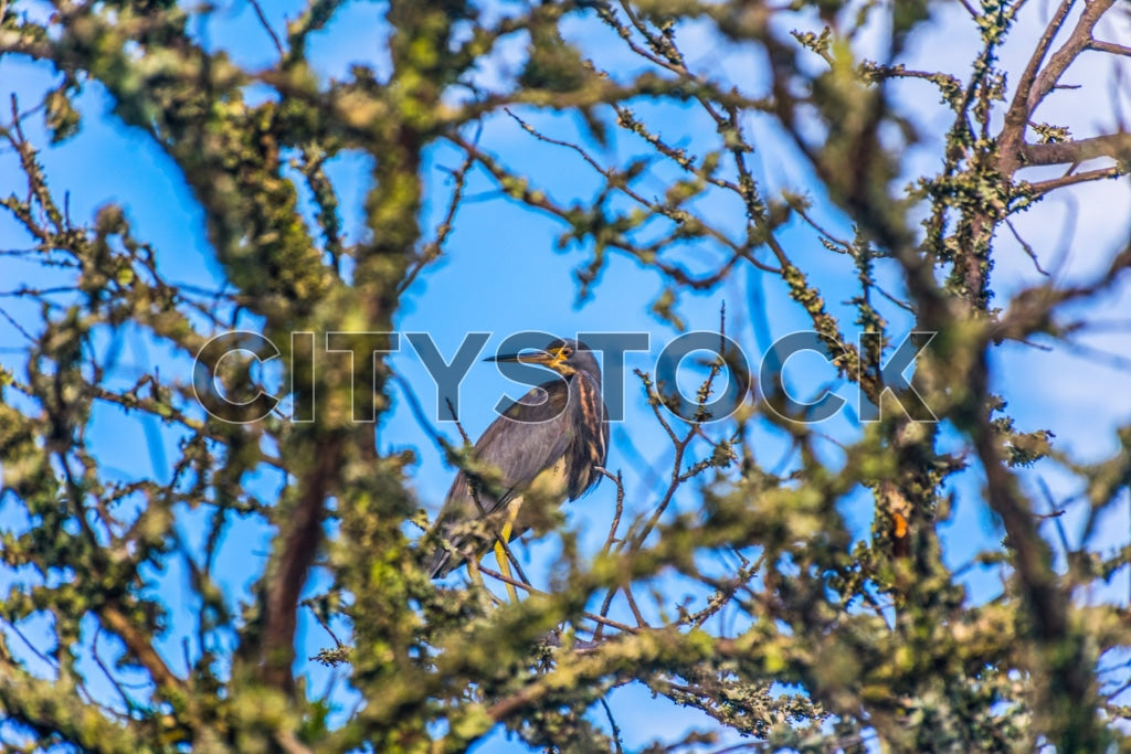 Bird perched on mossy branches against blue sky in Edisto Island