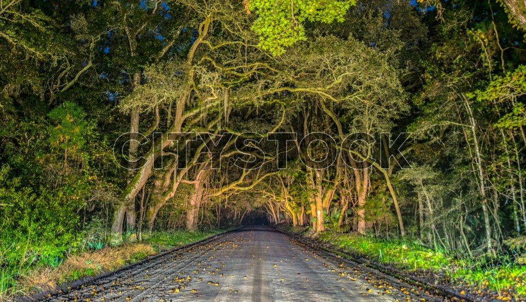 Moonlit forest road with natural arch of trees in Edisto Island