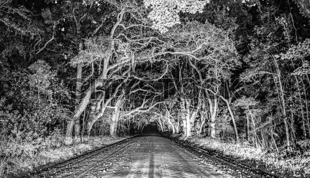 Mystic Trees Over Night Road, Edisto Island in Black and White
