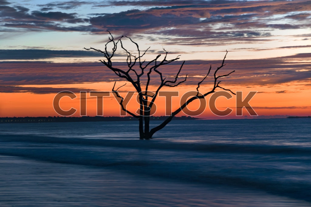 Tree silhouette against sunset on Edisto Island, South Carolina