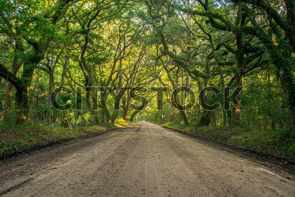 Sunlit canopy road lined with majestic oak trees on Edisto Island, SC