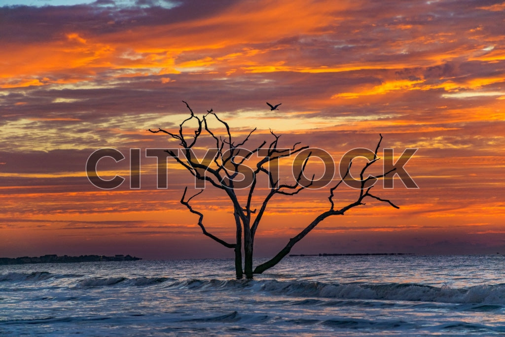 Edisto Island, South Carolina sunset with tree silhouette