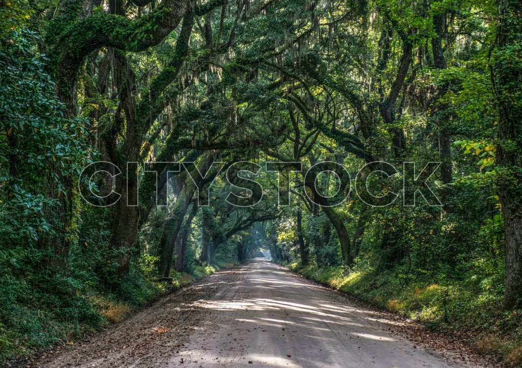 Serene road with ancient oaks and Spanish moss in Edisto Island