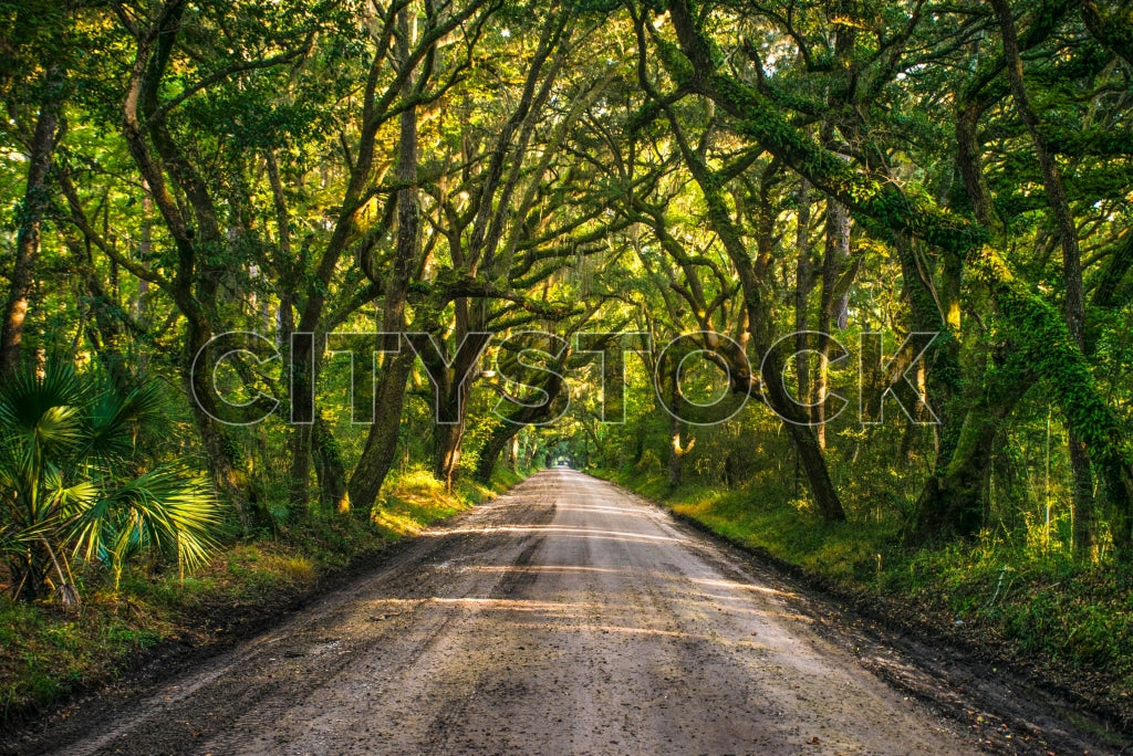 Captivating view of a sunlit road with oak trees on Edisto Island