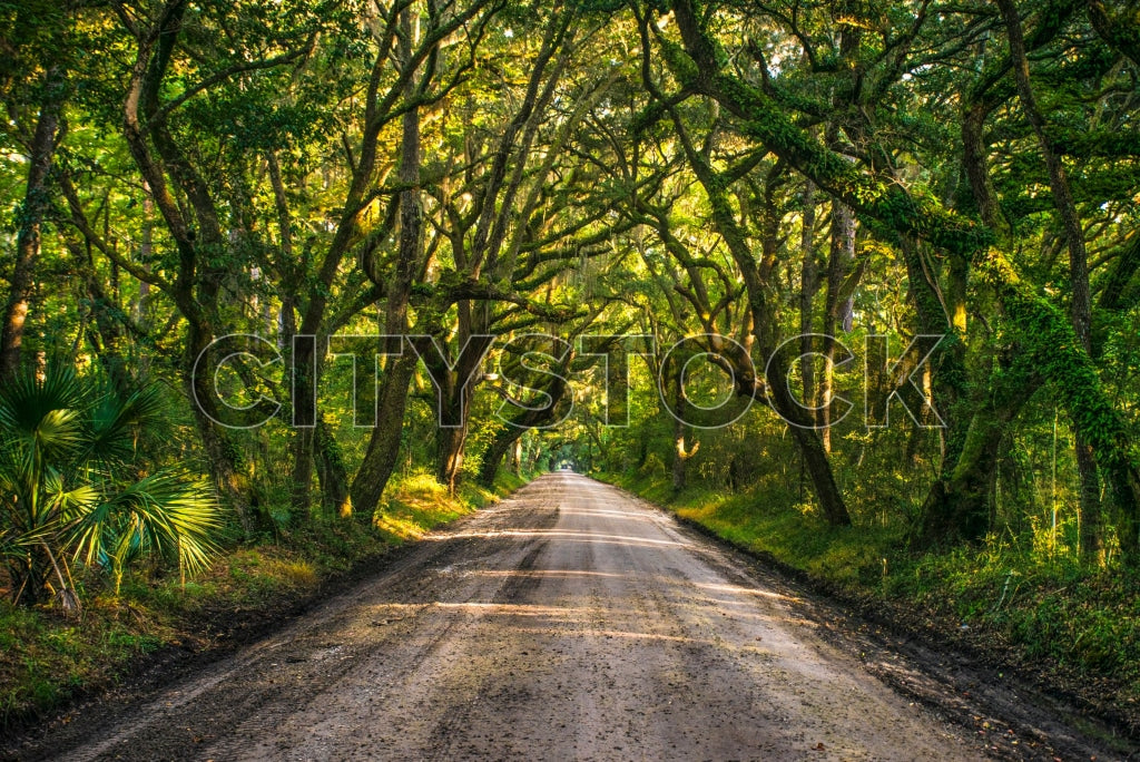 Edisto Island 9 Image