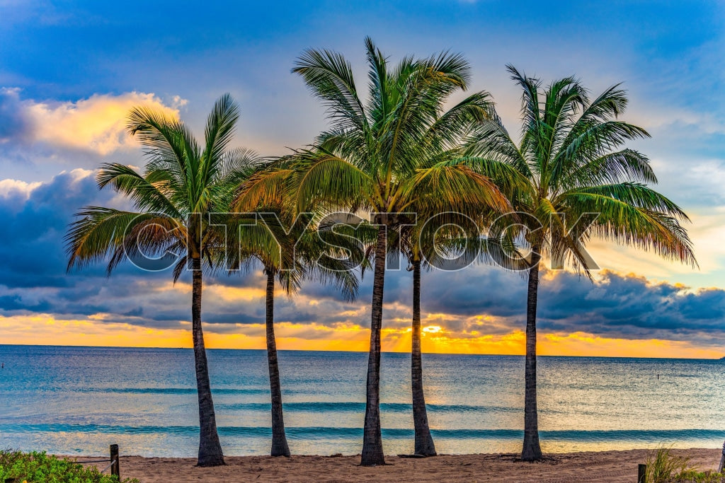Sunset view of palm trees on Fort Lauderdale beach, Florida