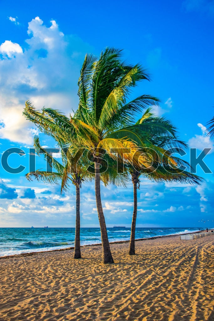 Sunrise with palm trees on Fort Lauderdale sandy beach