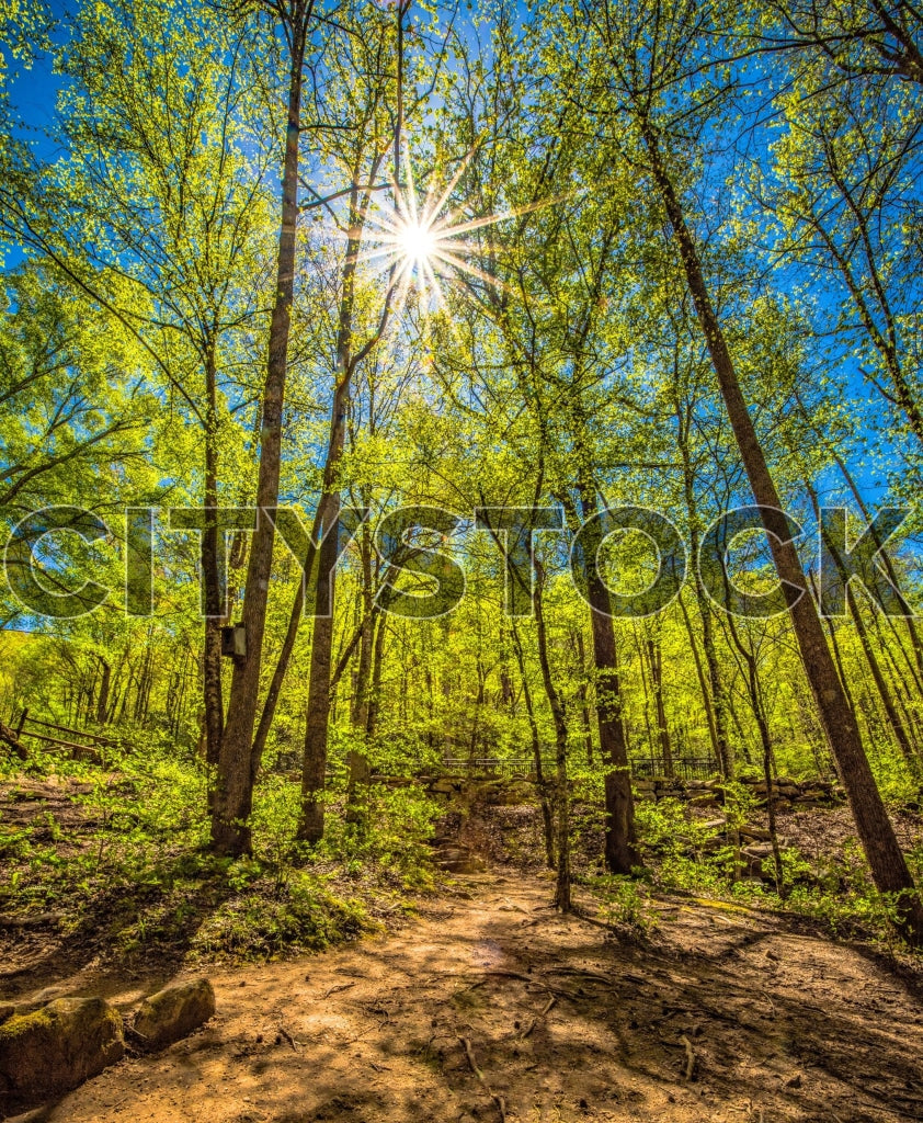 Sun beams shining through green trees on a trail in Greenville, SC