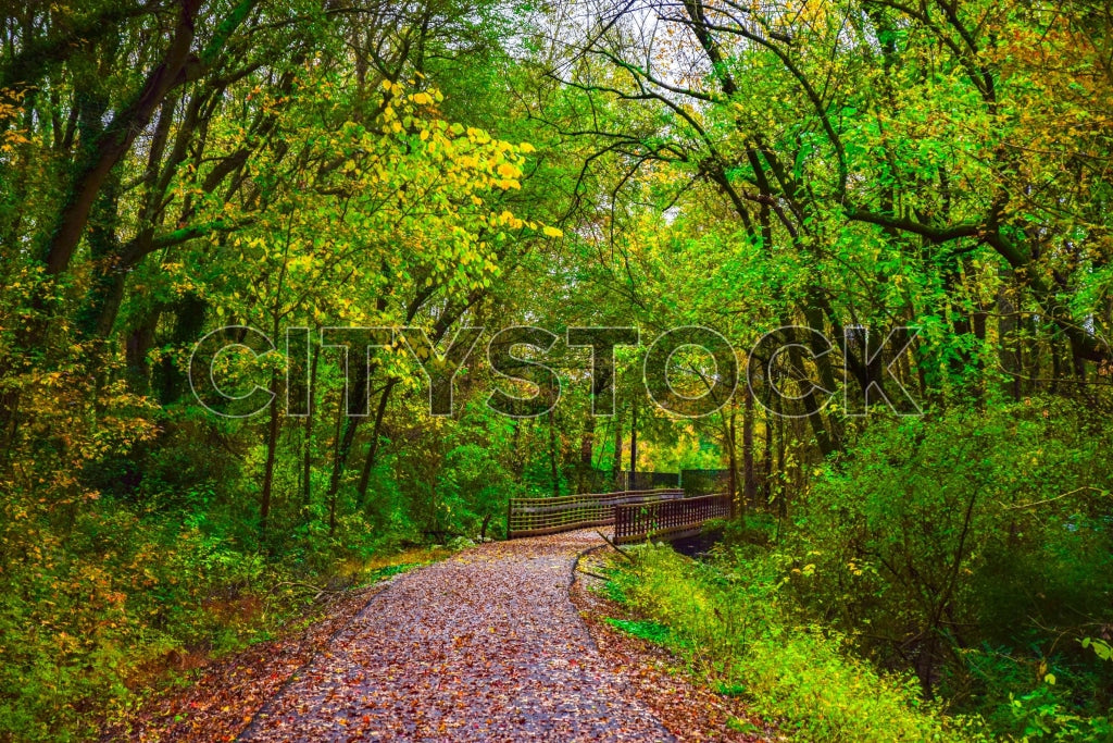 Autumn scene with wooden bridge and fallen leaves in Greenville
