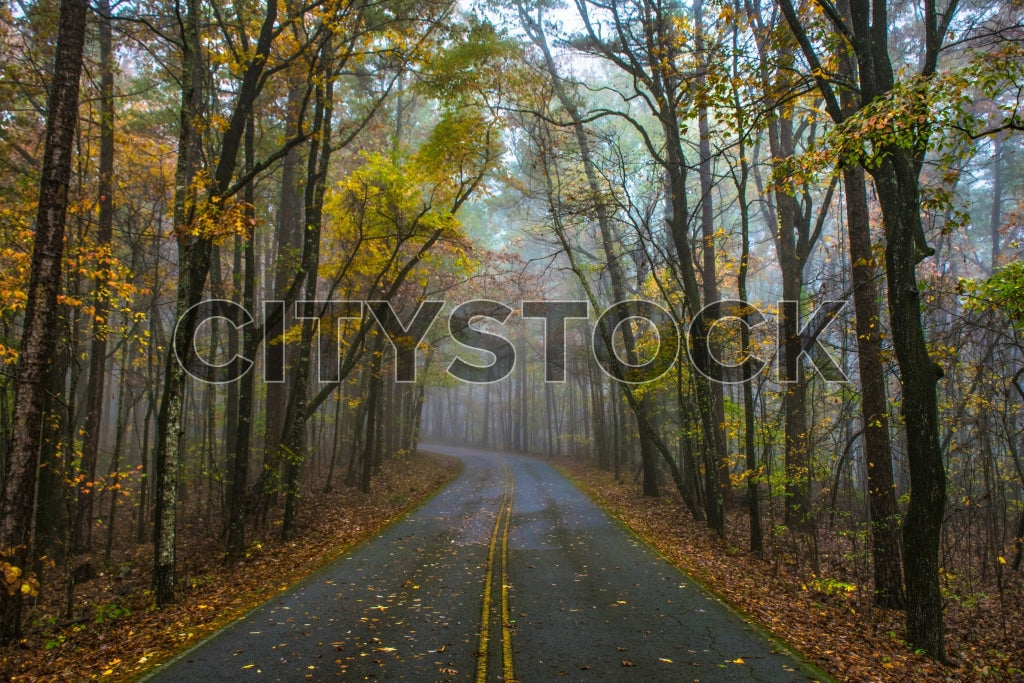 Greenville 195 Image