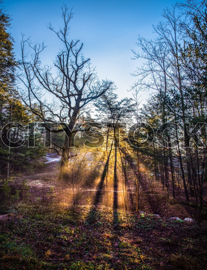Sunrise with sunbeams streaming through trees in Greenville, SC