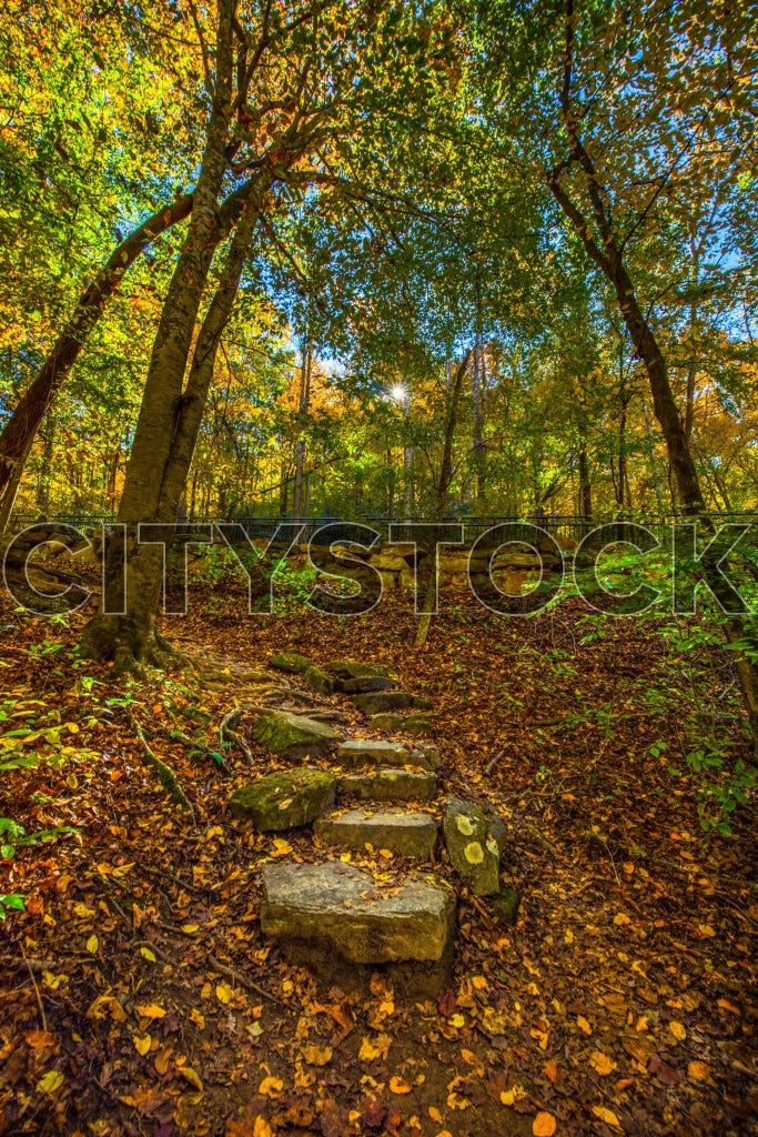 Autumn-colored trees over a stone path in Greenville, SC