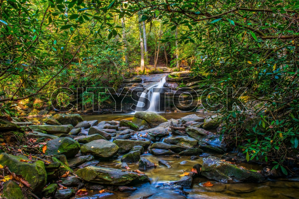 Lush green woodland with a tranquil waterfall in Greenville, SC