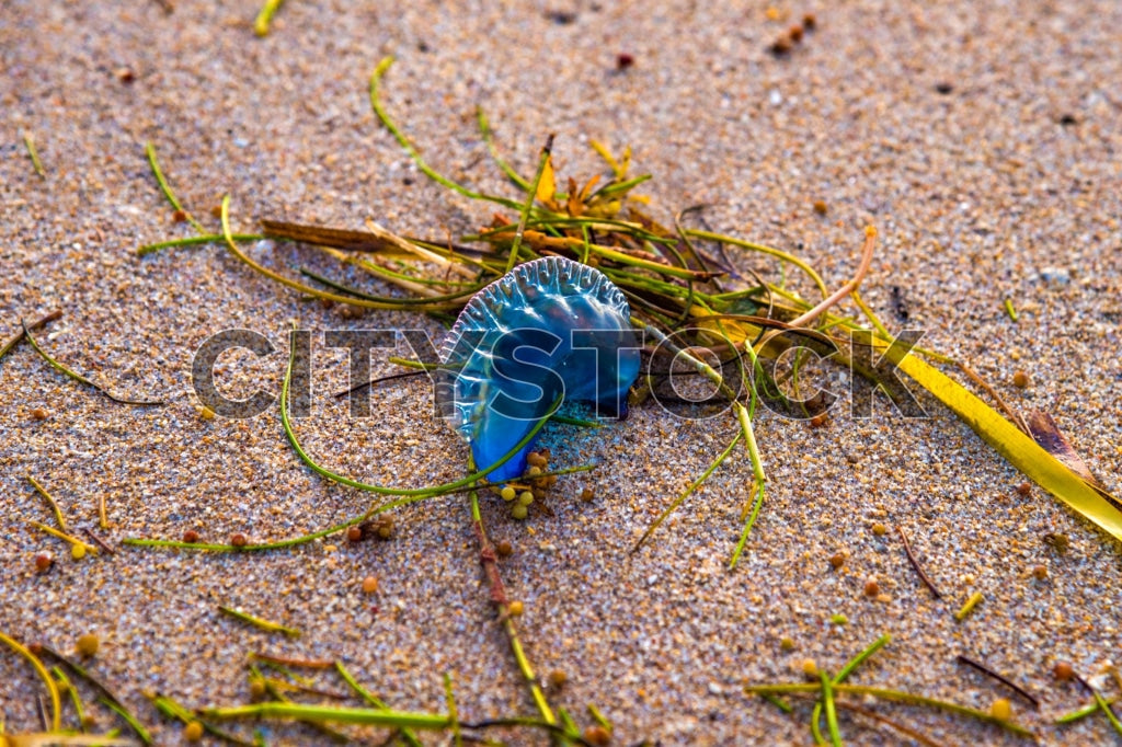 Close Up Of Portugese Man O War On Fort Lauderdale Beach Florida Fl Image