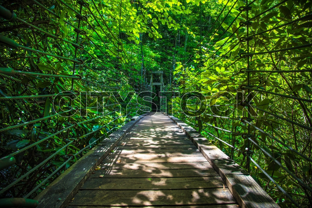 Wooden bridge in lush green forest in Waynesville, NC