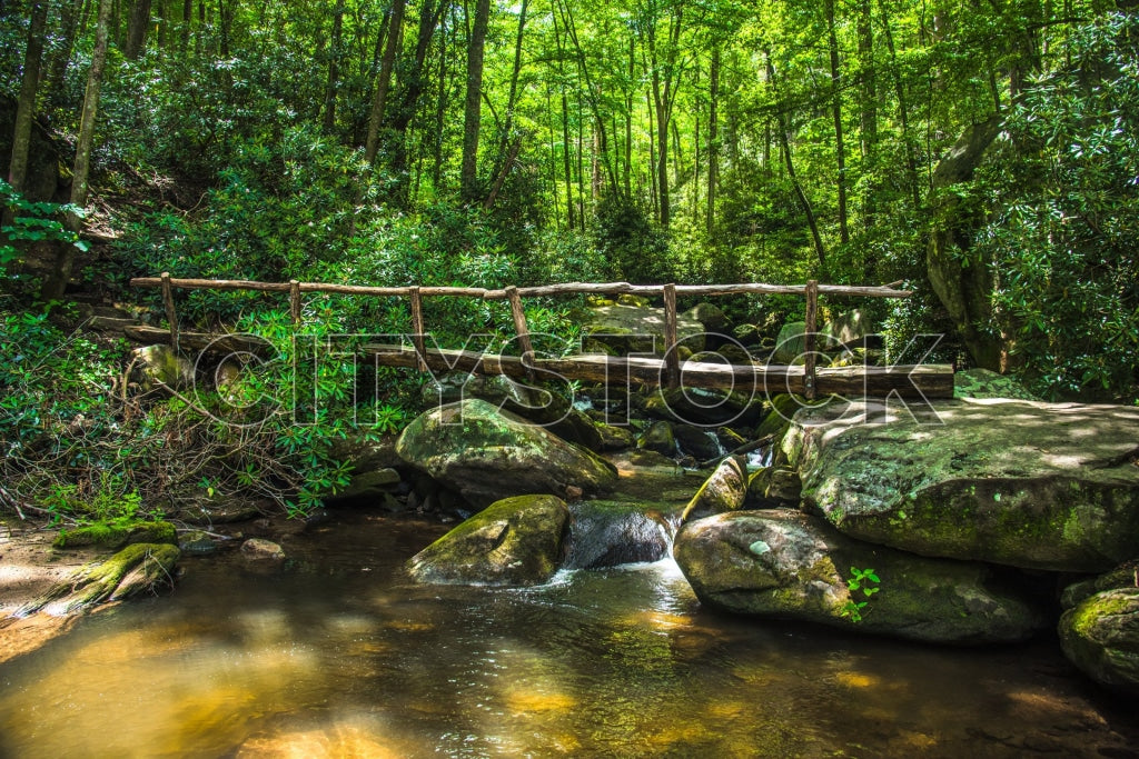 Rustic wooden bridge over serene forest creek surrounded by lush greenery in Brevard, NC